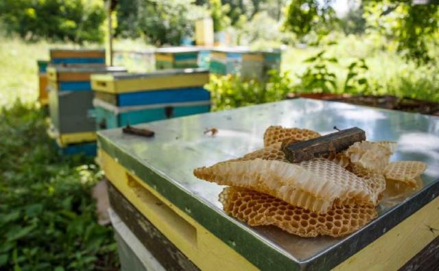 Башкирский мед станет первым из России в списке сельхознаследия ФАО