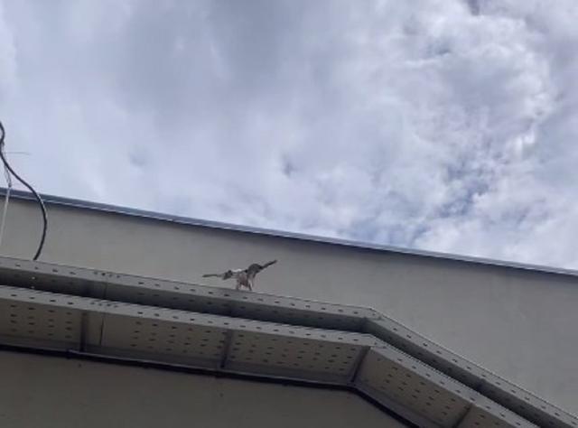 Птенец сапсана с уфимского небоскреба начал учиться летать