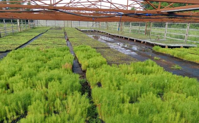В Башкирии заготовили 2,5 тонны семян для лесовосстановления