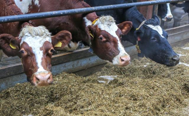 В Башкирии с помощью клонирования и ЭКО увеличат поголовье скота в 10 раз