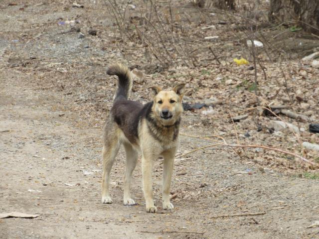 В Башкирии владелец собаки, которая укусила ребенка, выплатит компенсацию