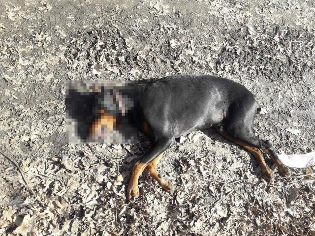 В Уфе породистая собака погибла от удара током
