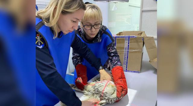 В Уфе сотрудница МВД спасла от гибели сову