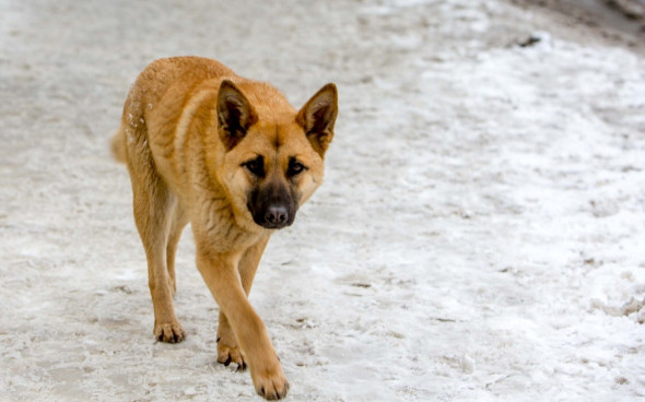 Депутаты Башкирии отправили в Госдуму законопроект об отстреле одичавших собак