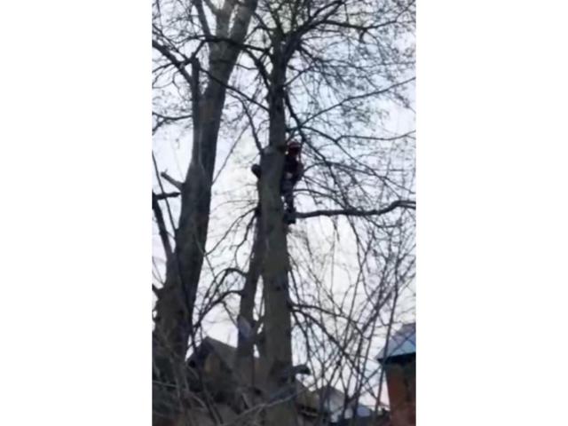 В Башкирии мальчик попытался снять с высокого дерева котенка