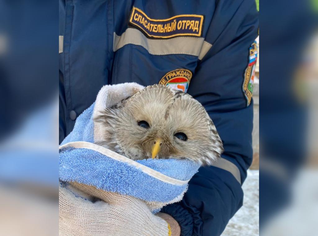 Уфимские спасатели рассказали, как вытаскивали сову из вентиляционного отверстия
