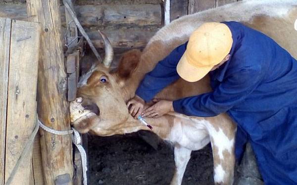 В Башкирии на ферме нарушили карантин по опасному заболеванию