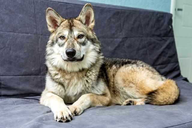 Волк, который не укусит за бочок: фоторепортаж о жизни хищника в  уфимской квартире