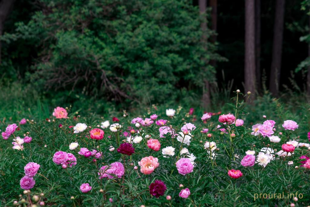 Обилие цветов и чарующий аромат: красочный фоторепортаж из уфимского ботанического сада