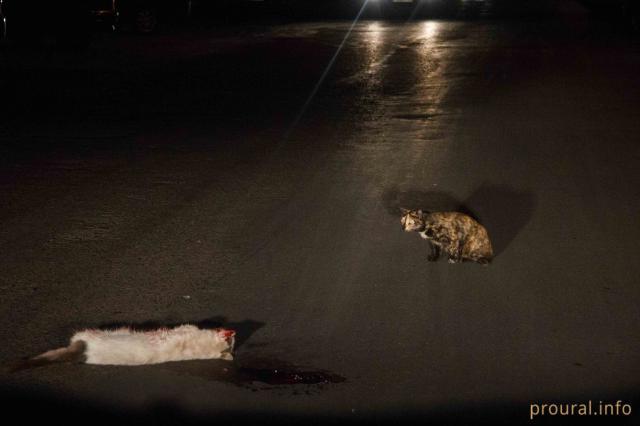 Жители Кумертау рассказали об орудующих в городе живодерах, душащих котов