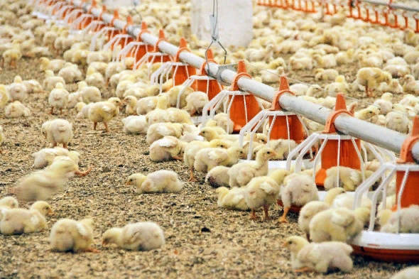 В Казахстан из Башкирии отправили 142 тысячи суточных цыплят