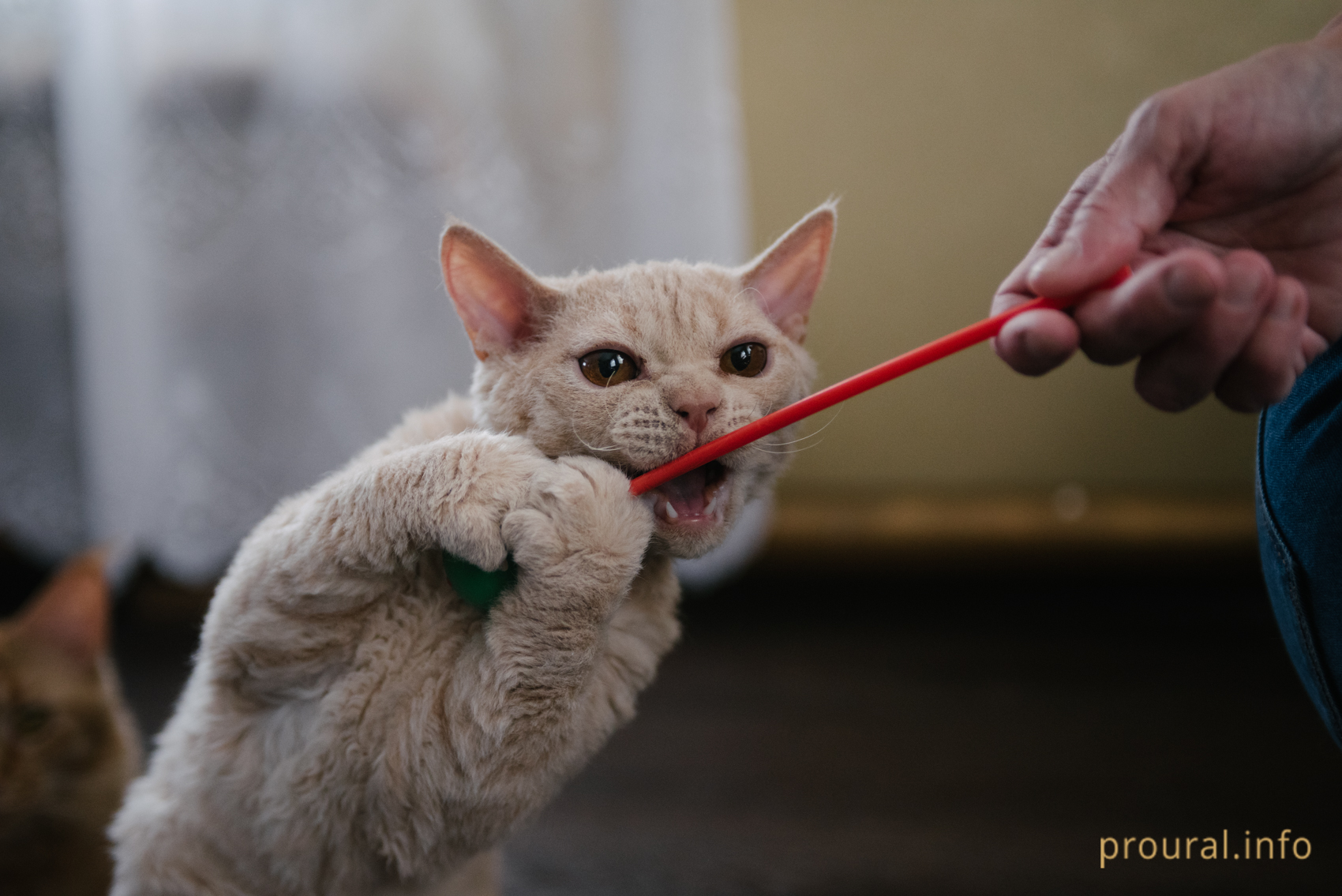 «Без кота – жизнь не та»: фоторепортаж Proural из питомника уфимки, которая разводит редкие породы кошек