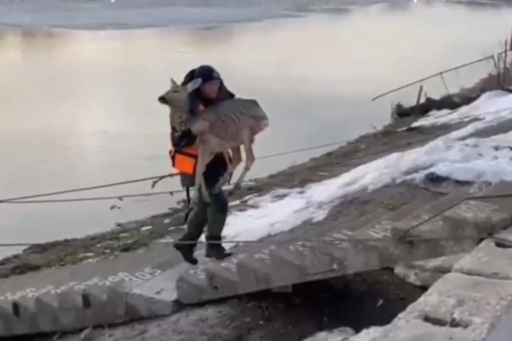 Видео: в Башкирии спасатели вытащили из реки косулю