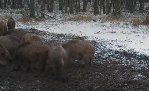 Ужин диких кабанов в ночном лесу в Башкирии попал в объектив фотоловушки