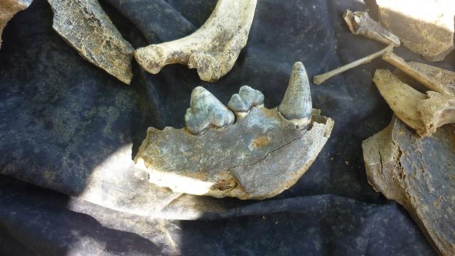 В  пещере национального парка «Башкирия» нашли кости древней гиены