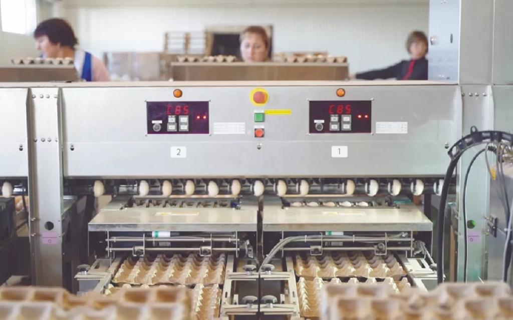 Производство яиц в Башкирии по итогам года может вырасти в два раза