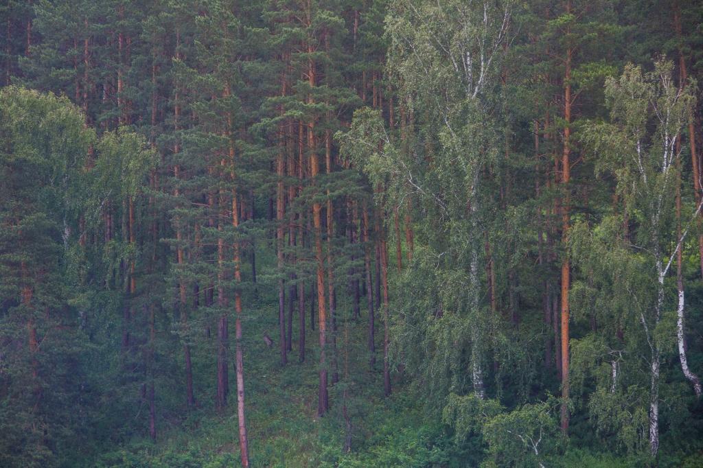 В Башкирии руководитель лесхоза вырубил деревья на 6 млн рублей