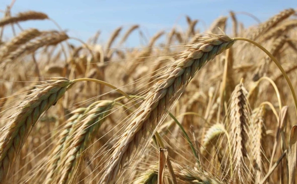 Поставки зерна в регионы из Башкирии сократились на 27%