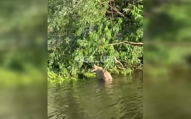 Уфимские спасатели пришли на помощь строптивой собаке посреди Белой Уфимские спасатели пришли на помощь строптивой собаке посреди Белой