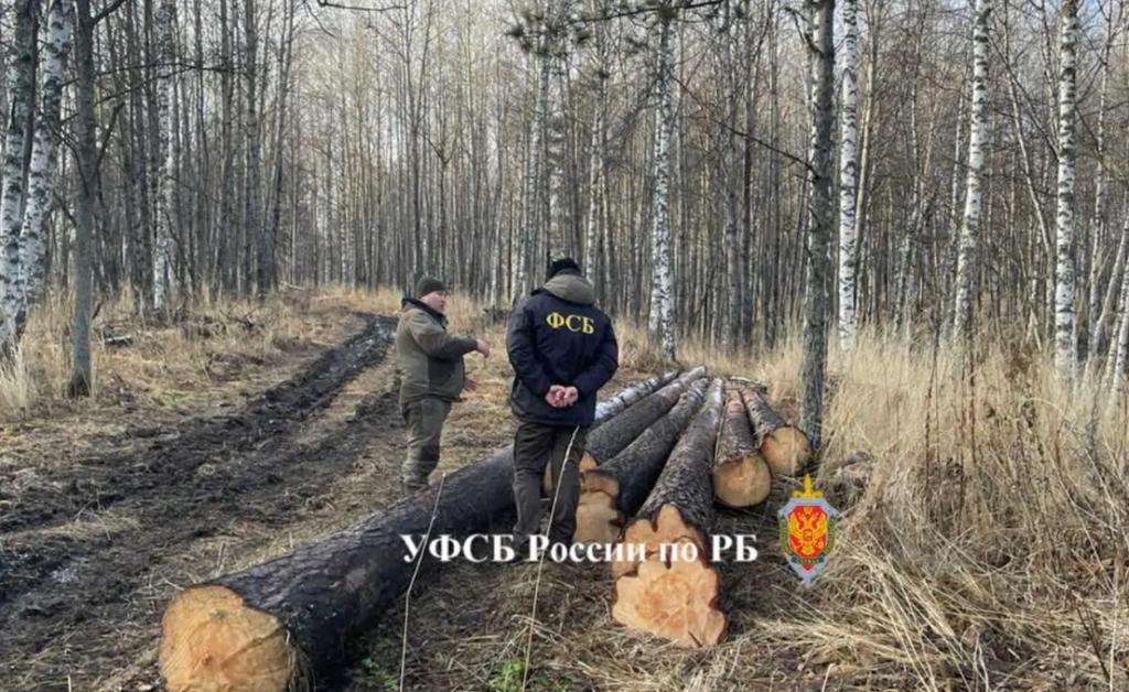 Жителя Башкирии задержали за нелегальную вырубку сосен с ущербом на 550 тыс. рублей 