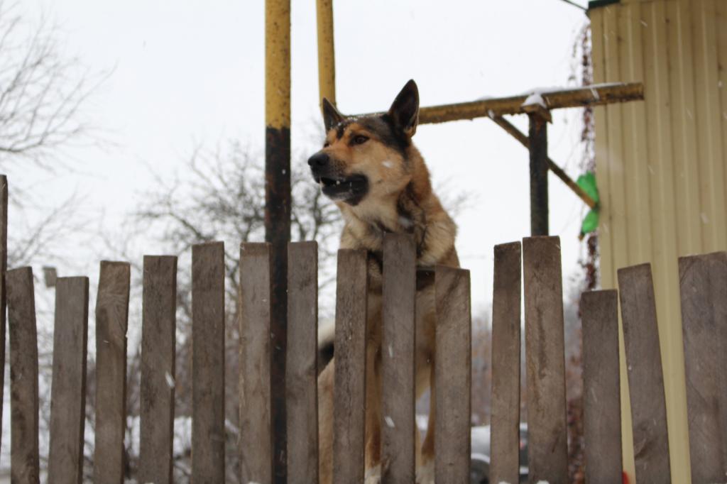 В башкирском городе собаки стали чаще нападать на людей
