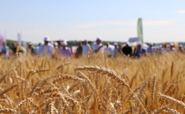 Экспорт зерна из Башкирии вырос на 20%