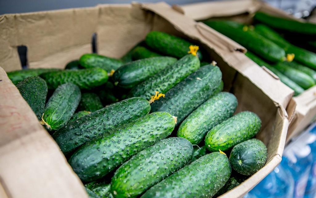 В Башкирии предрекли снижение цен на огурцы после ажиотажа