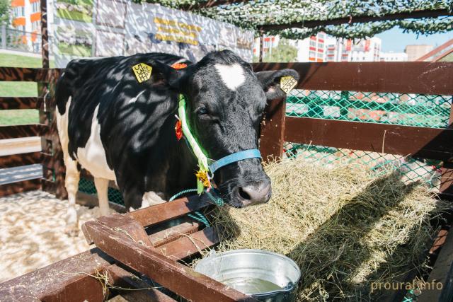 В Белебеевском районе построят новое помещение для домашнего скота