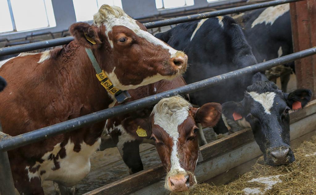 На генетические тесты для коров в Башкирии выделили ₽8 млн