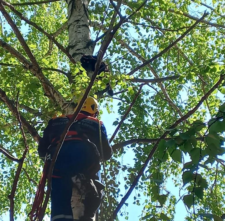 В Уфе спасли застрявшего на дереве котика