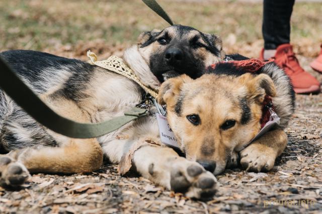 Депутаты Башкирии поддержали инициативу о чипировании домашних животных