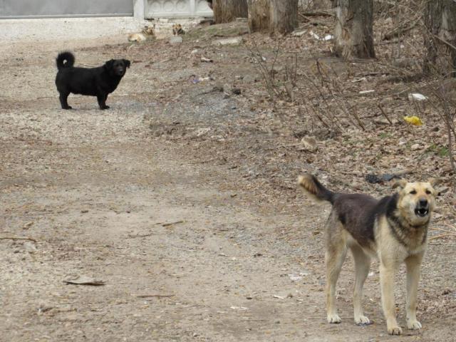 Жителя Башкирии осудили за убийство собаки