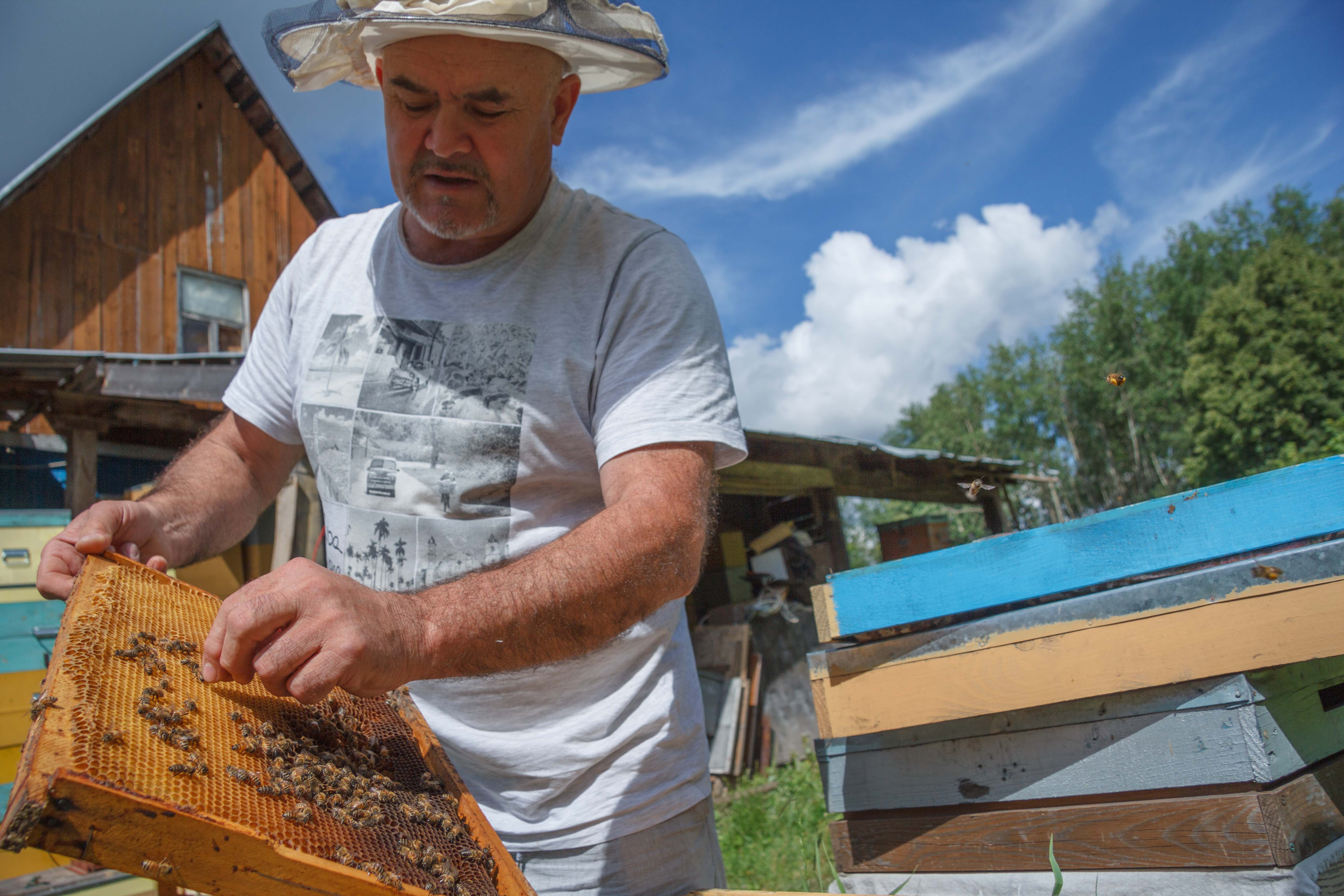 150 евро за насекомое: фоторепортаж с пасеки, где нет башкирских пчел
