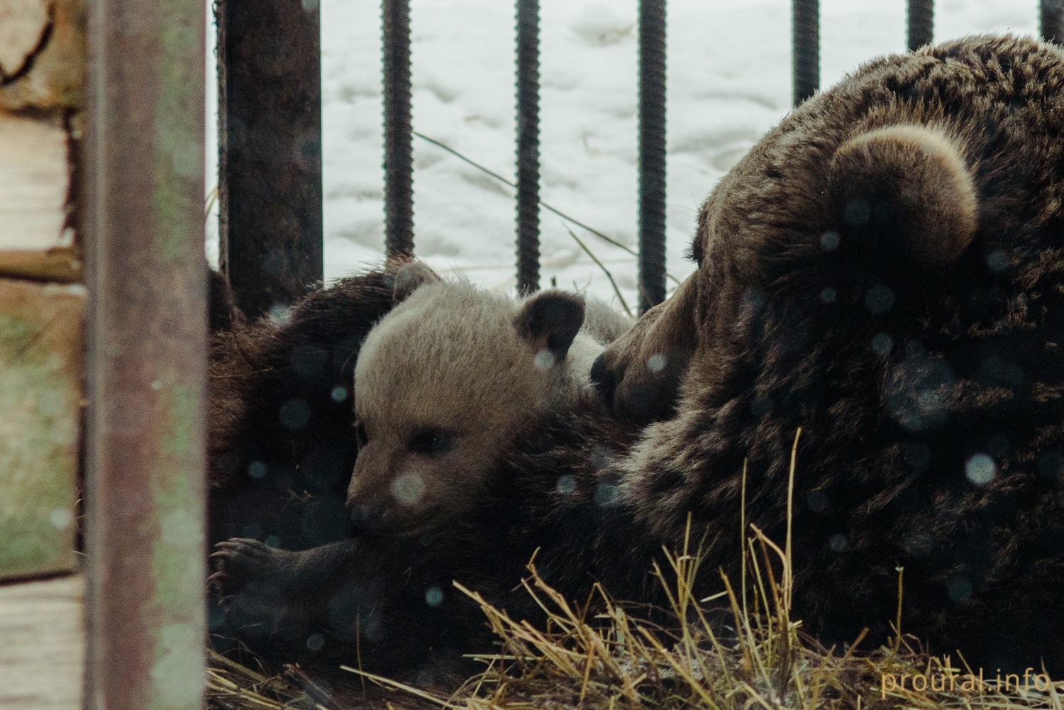 Маленькие Потаповичи: в уфимском питомнике в парке Лесоводов родились медвежата