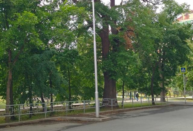 Двухвековой дуб в Уфе может стать «Деревом года» в России