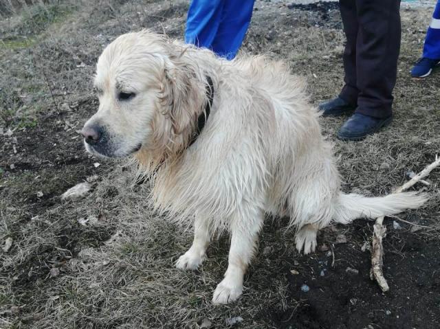 В Башкирии во время прогулки с собакой утонула женщина