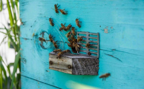 В Башкирии планируют ужесточить контроль за нелегальным ввозом пчёл