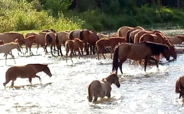В Башкирии реализуют проект по сохранению и разведению башкирской породы лошадей